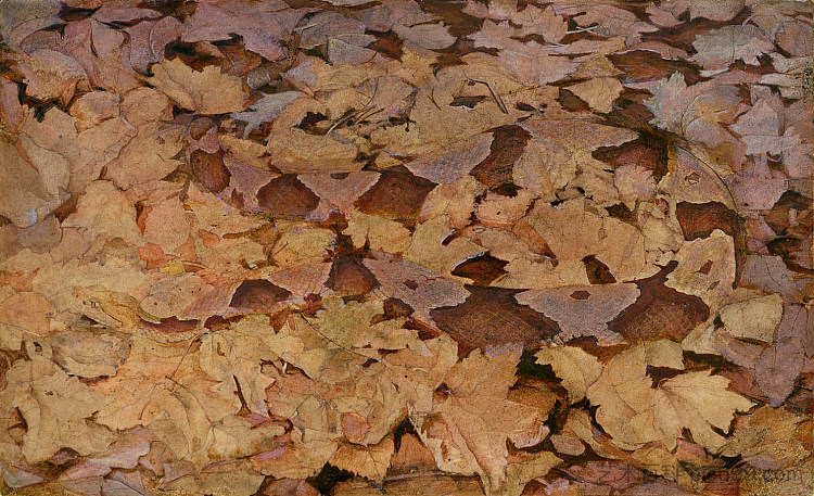 枯叶上的铜头蛇 Copperhead Snake on Dead Leaves (1915)，雅培·亨德森·塞耶