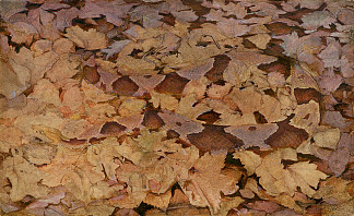 枯叶上的铜头蛇 Copperhead Snake on Dead Leaves (1915)，雅培·亨德森·塞耶