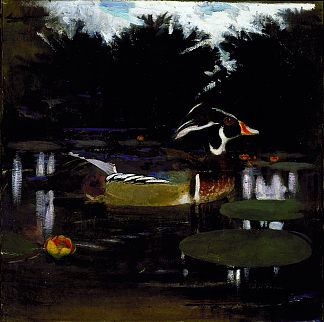 森林池中的雄性木鸭 Male Wood Duck in a Forest Pool (1909)，雅培·亨德森·塞耶