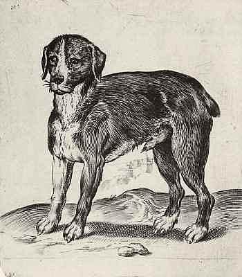 狗 Dog (1582 - 1585)，阿戈斯蒂诺·卡拉奇