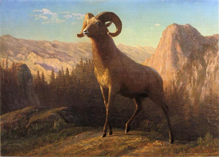 落基山羊,蒙大拿州奥维斯 A Rocky Mountain Sheep, Ovis, Montana (c.1879),阿尔伯特·比尔施塔特