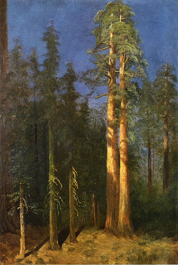 加州红杉 California Redwoods，阿尔伯特·比尔施塔特