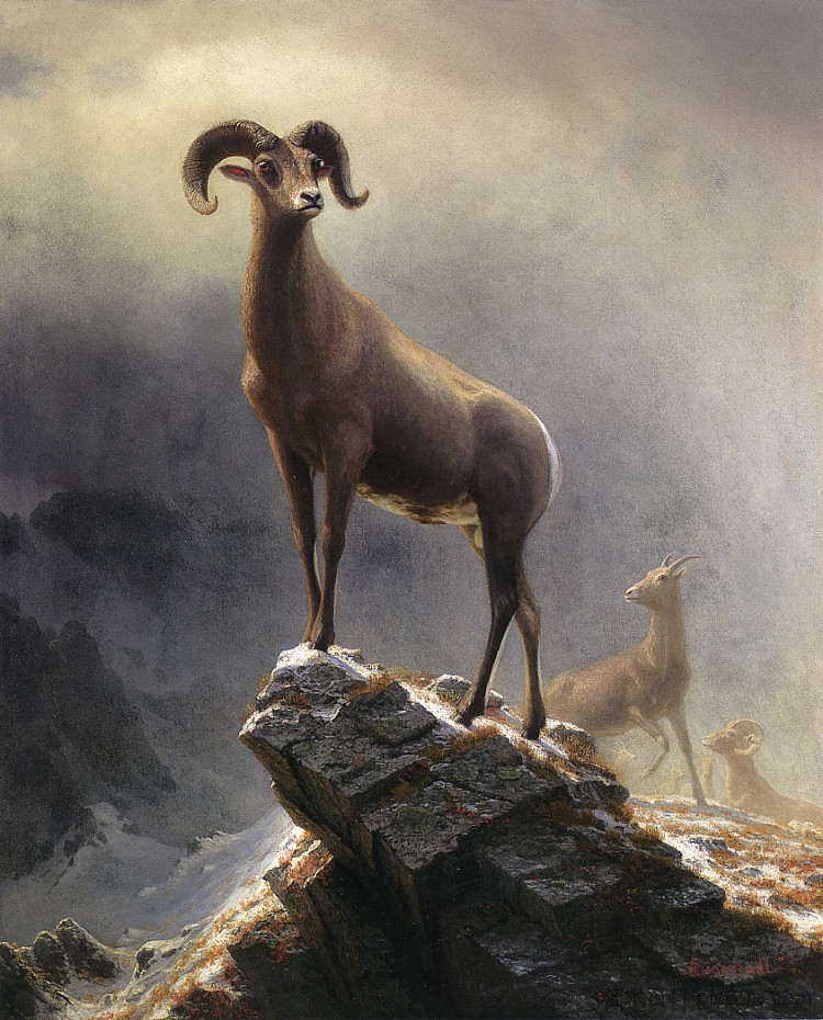 落基山羊 Rocky Mountain Sheep (c.1882 - c.1883)，阿尔伯特·比尔施塔特