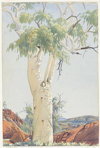 幽灵口香糖，格伦海伦 Ghost Gum, Glen Helen (c.1950)，阿尔伯特·纳马吉拉