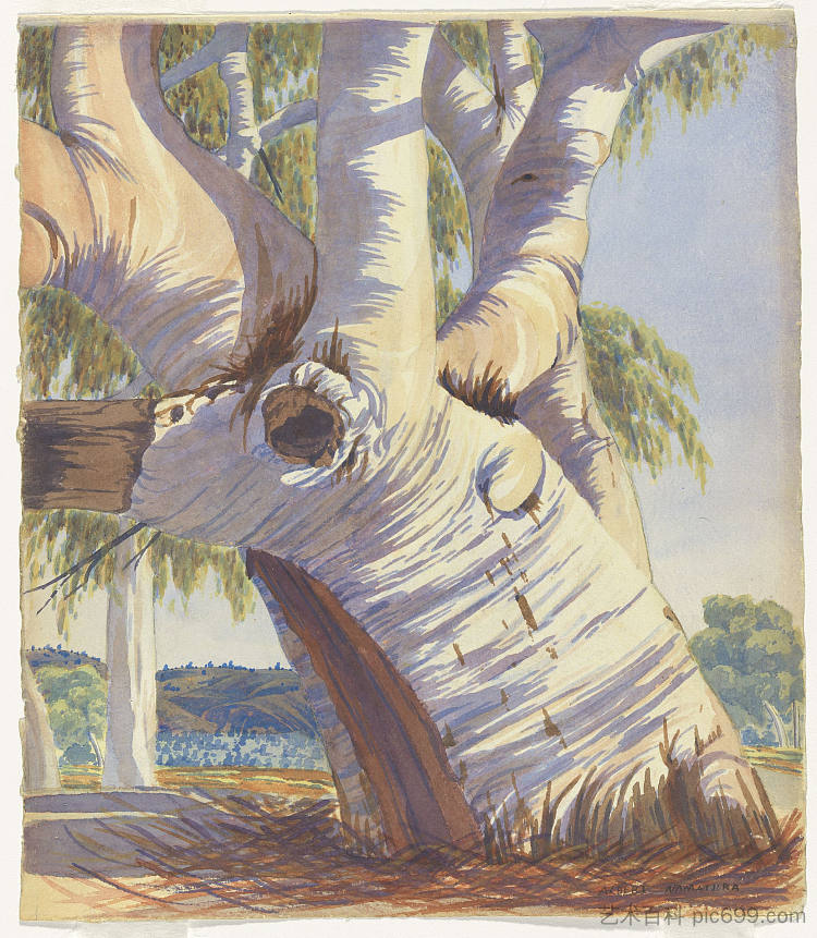 老人鬼口香糖，埃勒里溪 Old Man Ghost Gum, Ellery Creek (c.1945)，阿尔伯特·纳马吉拉