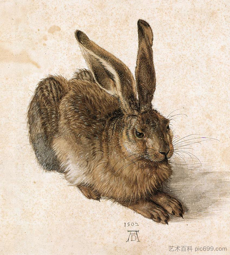 小野兔 Young Hare (1502; Nuremberg,Germany  )，阿尔布雷希特·丢勒