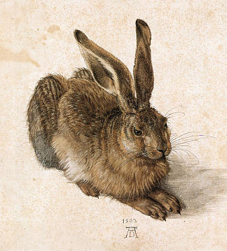 小野兔 Young Hare (1502; Nuremberg,Germany                     )，阿尔布雷希特·丢勒