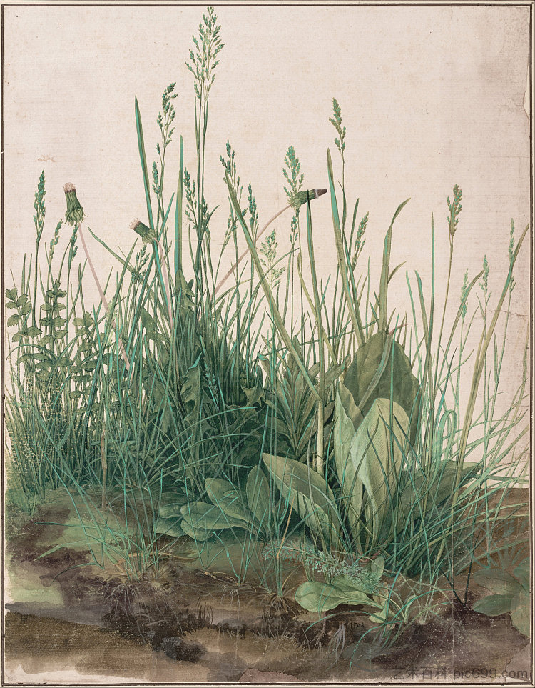 大片草皮 Great Piece of Turf (1503),阿尔布雷希特·丢勒