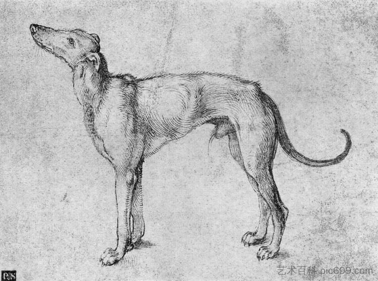 灰狗 Greyhound (1500 - 1501)，阿尔布雷希特·丢勒