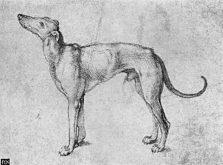 灰狗 Greyhound (1500 – 1501)，阿尔布雷希特·丢勒