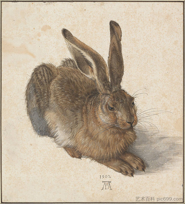 兔子 Hare (1528)，阿尔布雷希特·丢勒