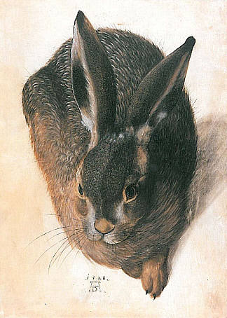 兔子 Hare (1528)，阿尔布雷希特·丢勒