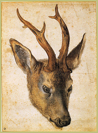 雄鹿头 Head of a Stag (c.1503)，阿尔布雷希特·丢勒