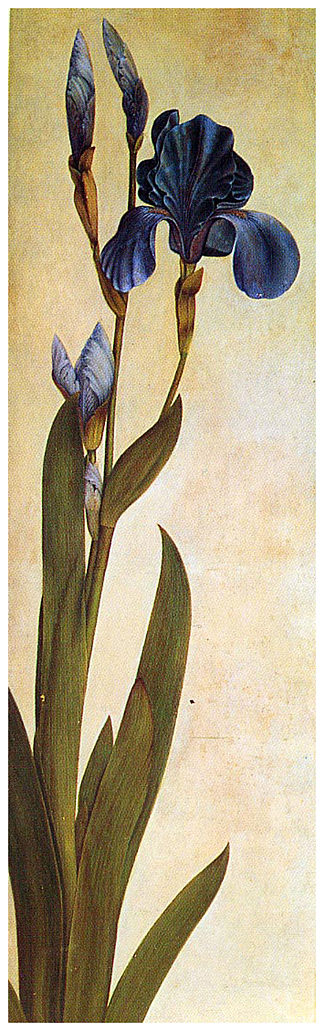 木马虹膜 Iris Troiana，阿尔布雷希特·丢勒