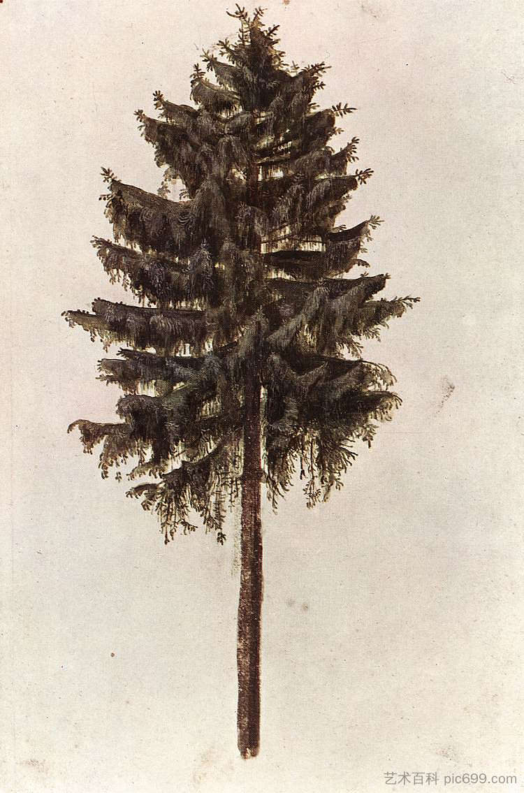 松 Pine (1495 - 1497)，阿尔布雷希特·丢勒