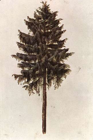 松 Pine (1495 – 1497)，阿尔布雷希特·丢勒