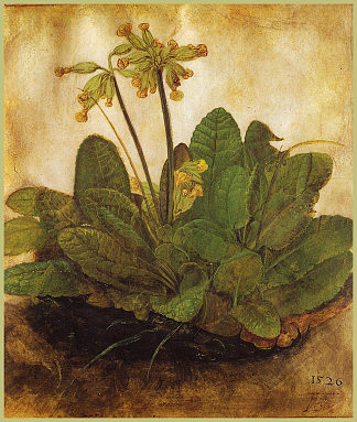 报春 Primula (1526)，阿尔布雷希特·丢勒