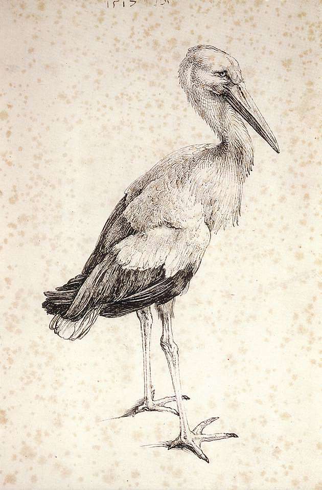 鹳 The Stork (1515)，阿尔布雷希特·丢勒