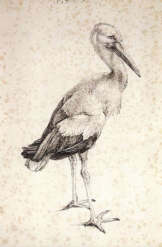 鹳 The Stork (1515)，阿尔布雷希特·丢勒