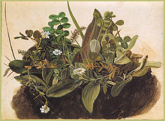 一簇簇草 小调 The tuft of grass MINOR (c.1514)，阿尔布雷希特·丢勒