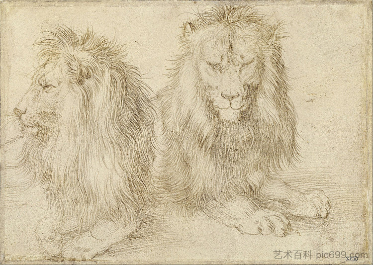 两只坐着的狮子 Two seated lions (1521)，阿尔布雷希特·丢勒