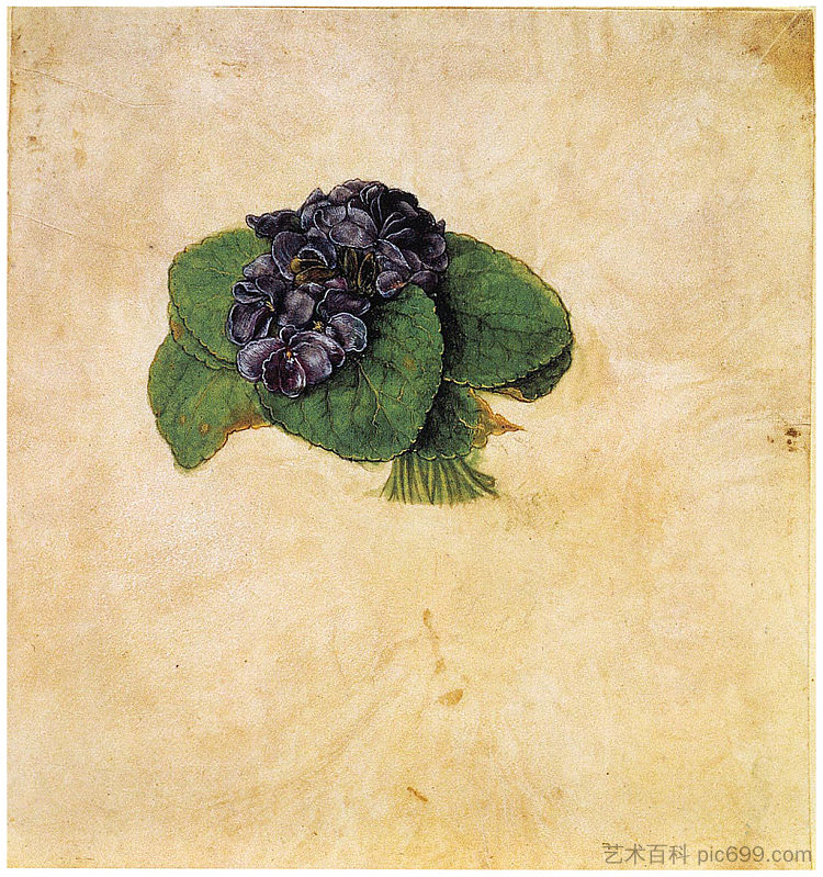 紫色花束 Violet Bouquet (c.1502)，阿尔布雷希特·丢勒