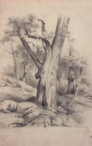 橡 木 Oak (c.1850)，阿列克谢·孔德拉季耶维奇·萨伏拉索夫