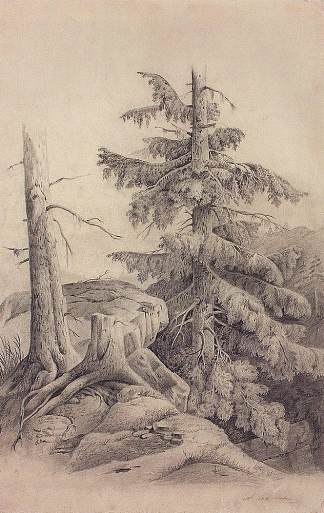 云杉 Spruce (c.1850)，阿列克谢·孔德拉季耶维奇·萨伏拉索夫