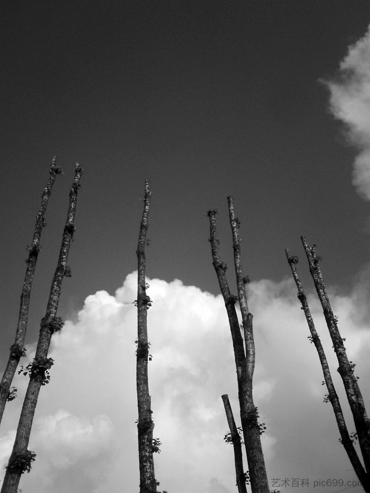 杨树 The poplars (2015; Karlovac,Croatia  )，阿尔弗雷德·弗雷迪·克鲁帕