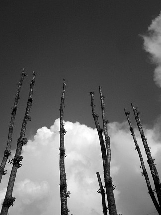 杨树 The poplars (2015; Karlovac,Croatia                     )，阿尔弗雷德·弗雷迪·克鲁帕