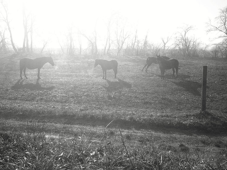 早上在马术俱乐部 Morning at the equestrian club (2017; Karlovac,Croatia  )，阿尔弗雷德·弗雷迪·克鲁帕