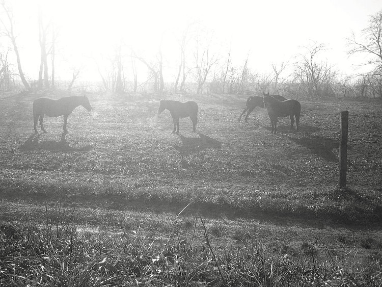 早上在马术俱乐部 Morning at the equestrian club (2017; Karlovac,Croatia  )，阿尔弗雷德·弗雷迪·克鲁帕