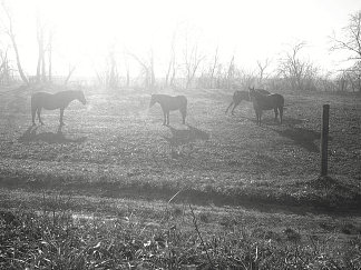 早上在马术俱乐部 Morning at the equestrian club (2017; Karlovac,Croatia                     )，阿尔弗雷德·弗雷迪·克鲁帕