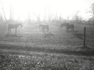 早上在马术俱乐部 Morning at the equestrian club (2017; Karlovac,Croatia                     )，阿尔弗雷德·弗雷迪·克鲁帕
