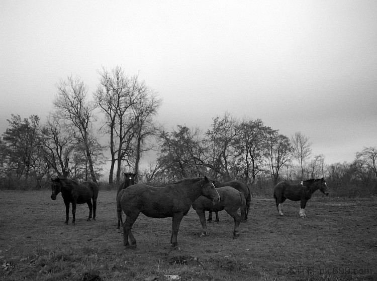 马匹休息 Horses rest (2018; Karlovac,Croatia  )，阿尔弗雷德·弗雷迪·克鲁帕