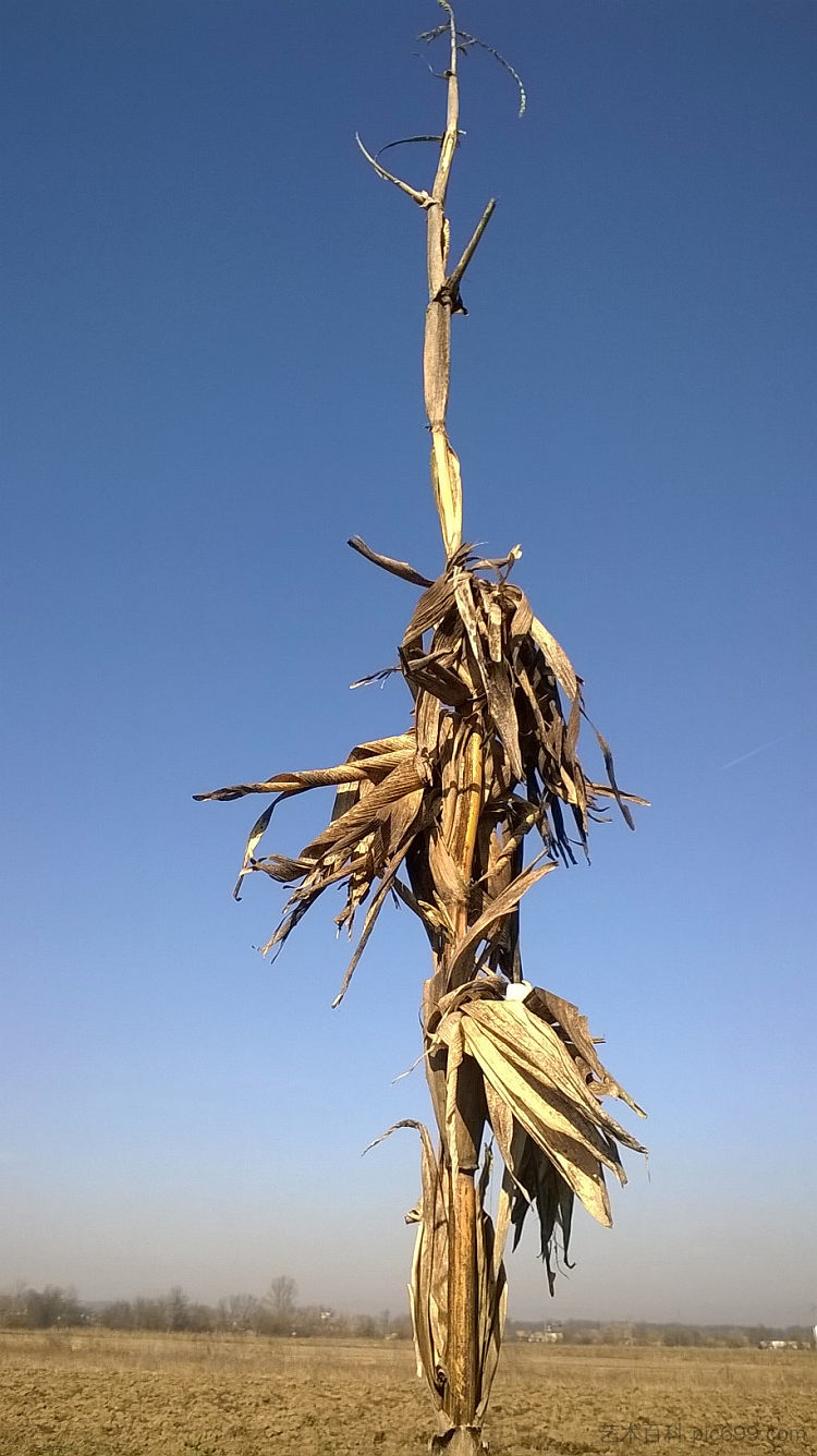 玉米秸秆的肖像 Portrait of the corn stalk (2019; Croatia  )，阿尔弗雷德·弗雷迪·克鲁帕