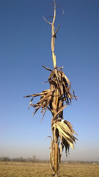 玉米秸秆的肖像 Portrait of the corn stalk (2019; Croatia                     )，阿尔弗雷德·弗雷迪·克鲁帕