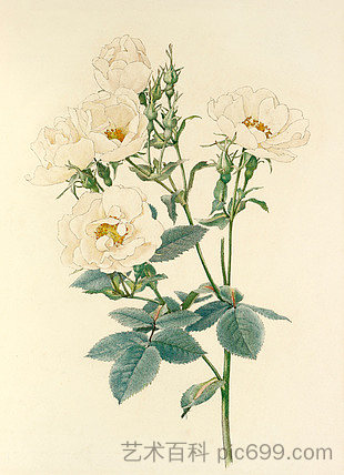 阿尔巴粉红 Rosa alba (1914)，艾尔弗雷德·帕森斯