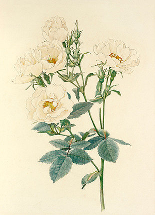 阿尔巴粉红 Rosa alba (1914)，艾尔弗雷德·帕森斯
