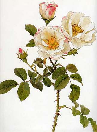 大马士革蔷薇 Rosa damascena rubrotincta (1914)，艾尔弗雷德·帕森斯