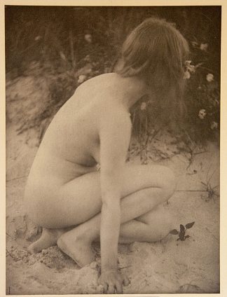 沙滩和野玫瑰 Sand and Wild Roses (c.1909)，爱丽丝·鲍顿