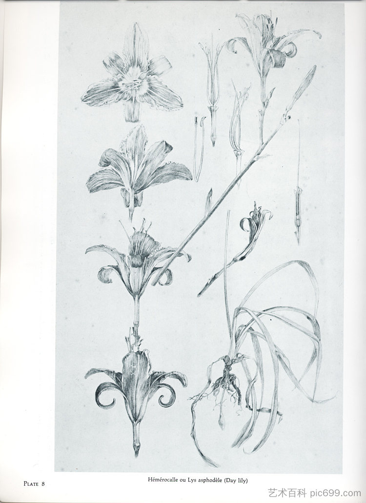 文件装饰：图版25的最终研究，以百合研究为特色 Documents décoratifs: final study for Plate 25, featuring studies of lily (1901 - 1902)，阿尔丰斯·慕夏