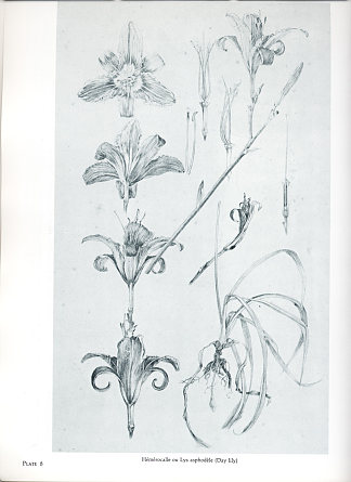 文件装饰：图版25的最终研究，以百合研究为特色 Documents décoratifs: final study for Plate 25, featuring studies of lily (1901 – 1902)，阿尔丰斯·慕夏