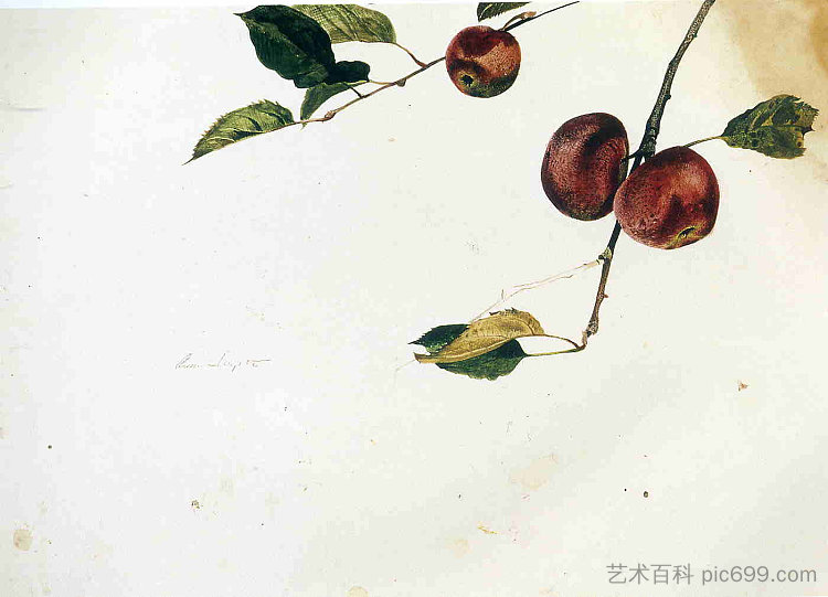 树枝上的苹果，采摘前先学习 Apples on a Bough, Study Before Picking，安德鲁·怀斯