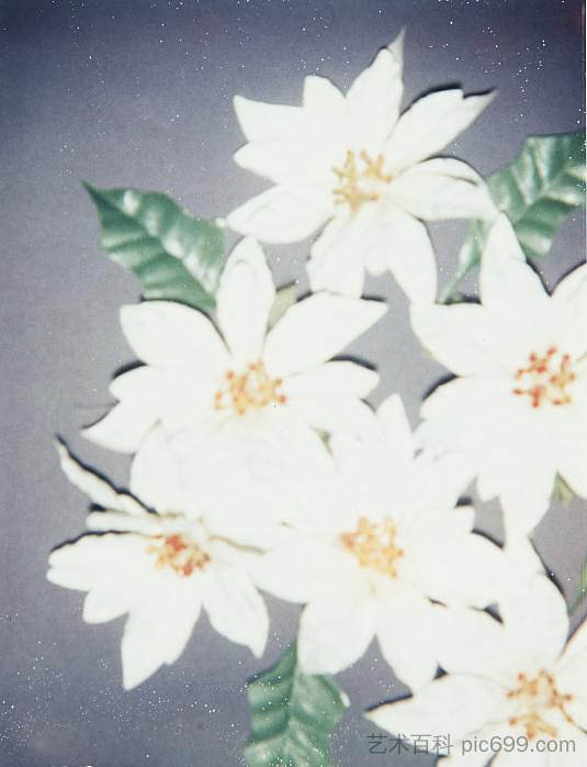 圣诞一品红-白色 Christmas Poinsettias-White (1982)，安迪·沃霍尔