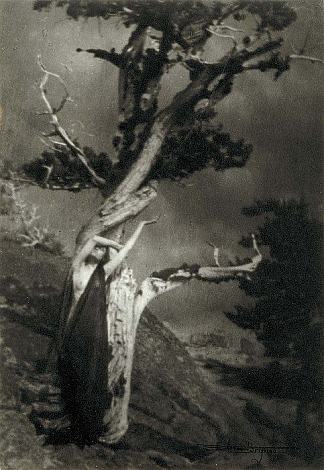 垂死的雪松 The Dying Cedar (1909)，安妮·布里格曼