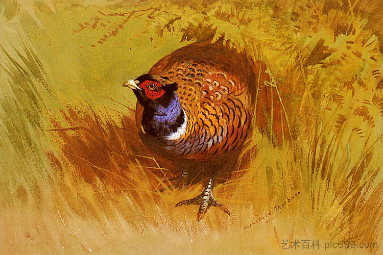 一只公鸡野鸡 A Cock Pheasant，阿奇博尔德·索伯尔尼