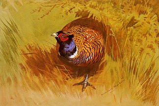 一只公鸡野鸡 A Cock Pheasant，阿奇博尔德·索伯尔尼