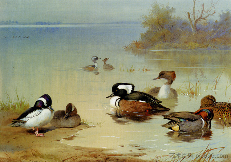 野牛头鸭美国绿翅蓝绿色和连帽秋沙鸭 Buffel Headed Duck American Green Winged Teal And Hooded Merganser (1922)，阿奇博尔德·索伯尔尼