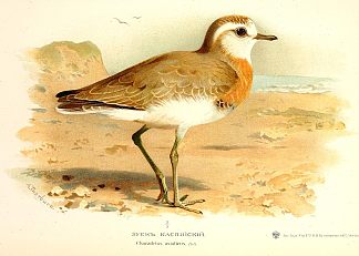 里海鸻 Caspian Plover，阿奇博尔德·索伯尔尼